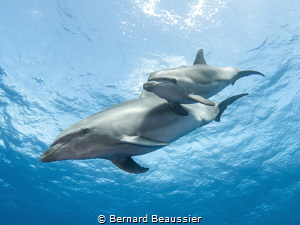 Bottlenose dolphin by Bernard Beaussier 